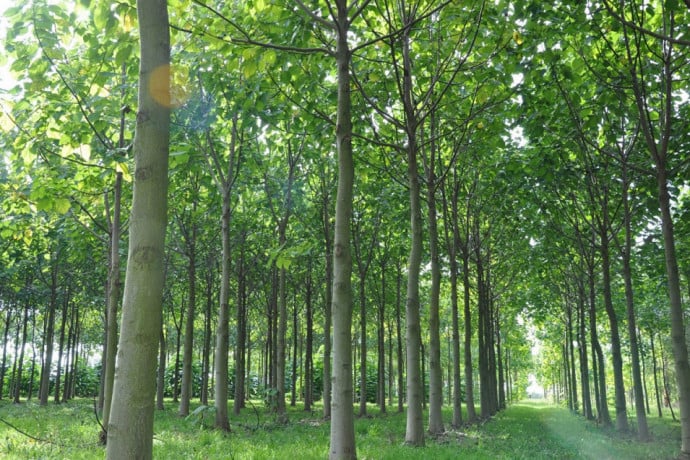 plantation de paulownia, #paulownia #plantation #arbrepaulownia